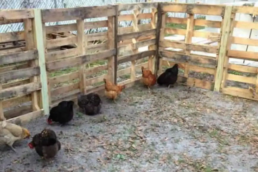 A Chicken Yard