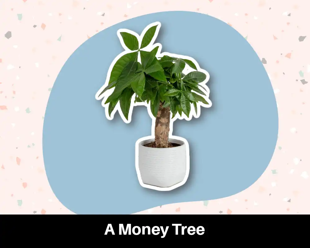 25 Good Housewarming Gifts