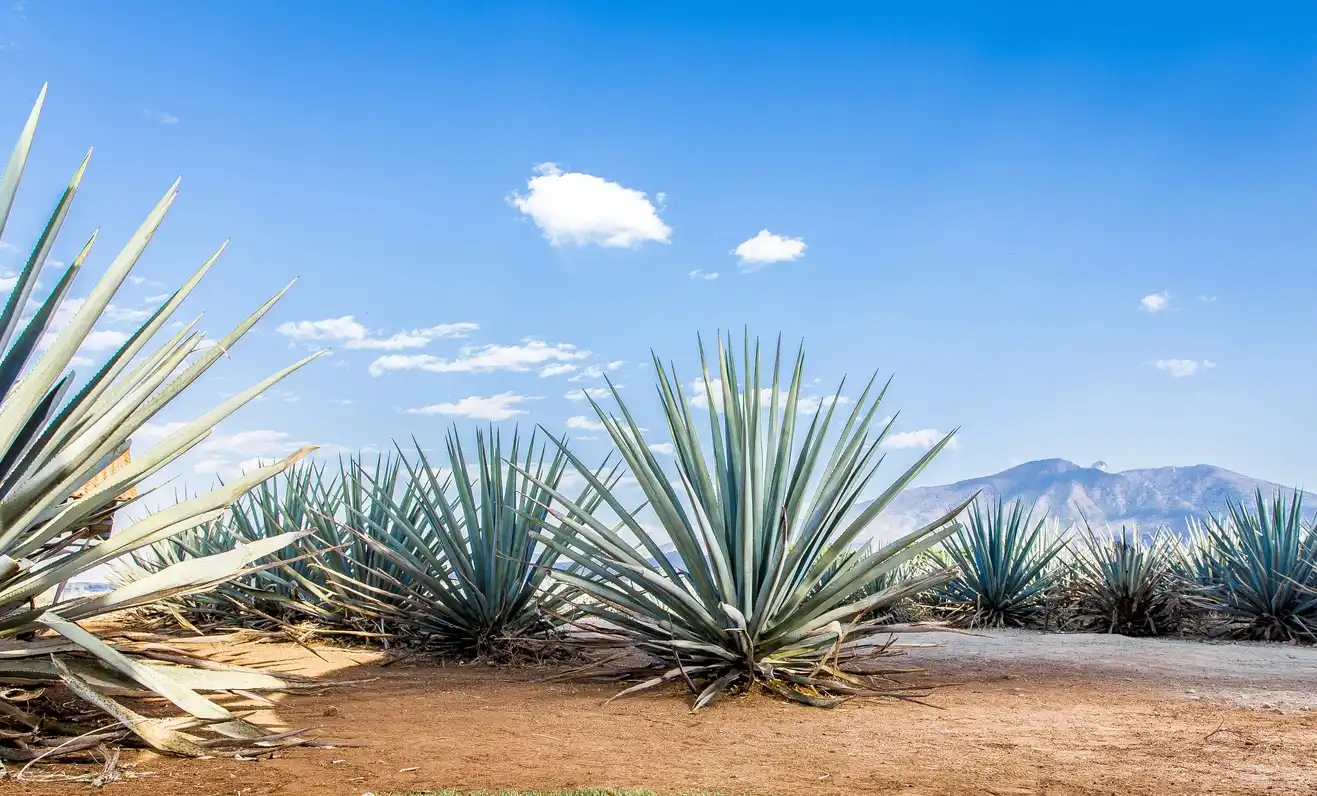 Agave plants grow
