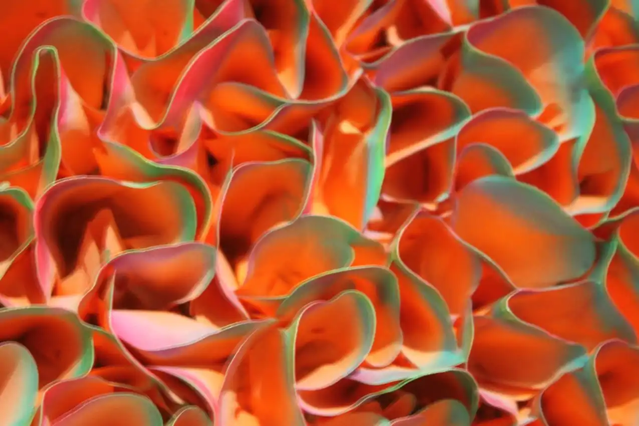 A closer look shows the delicate folds and the precise coloration at the edges of the ruffles.