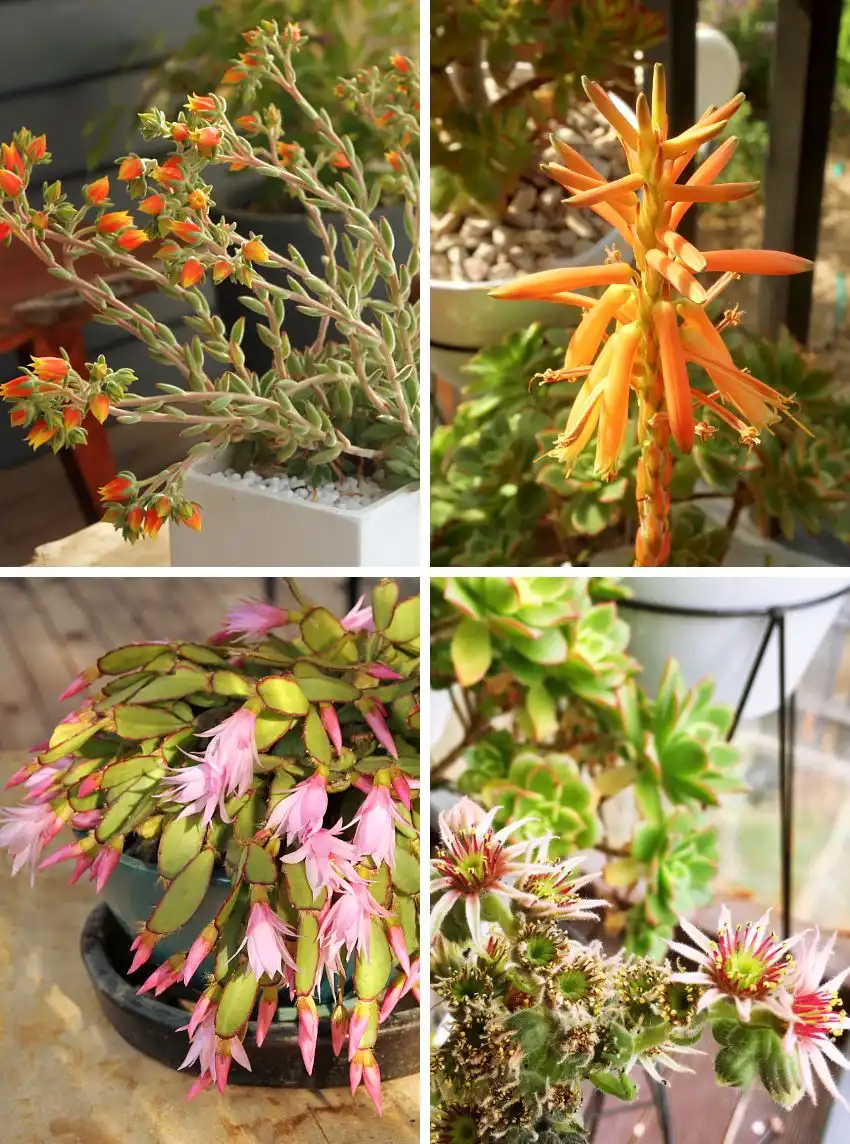 All About Succulents Flowers