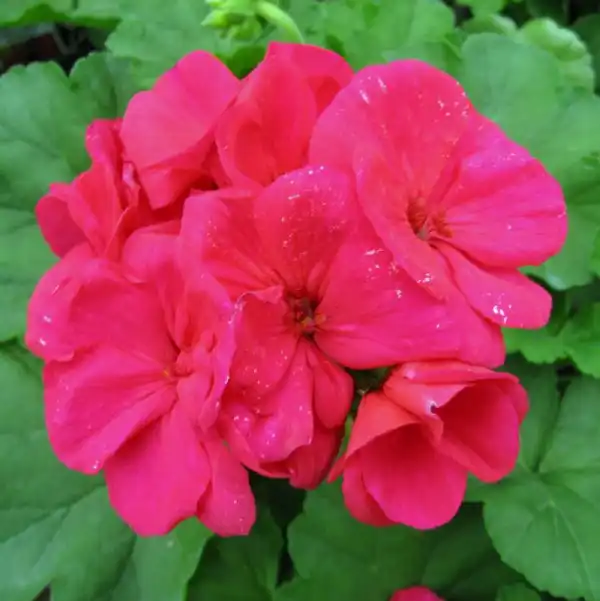 Americana Cherry Rose