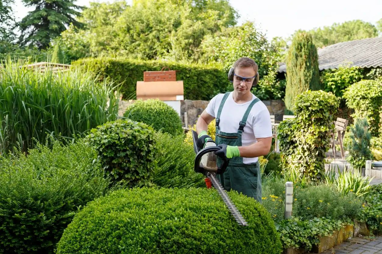 Arborvitae Shrub