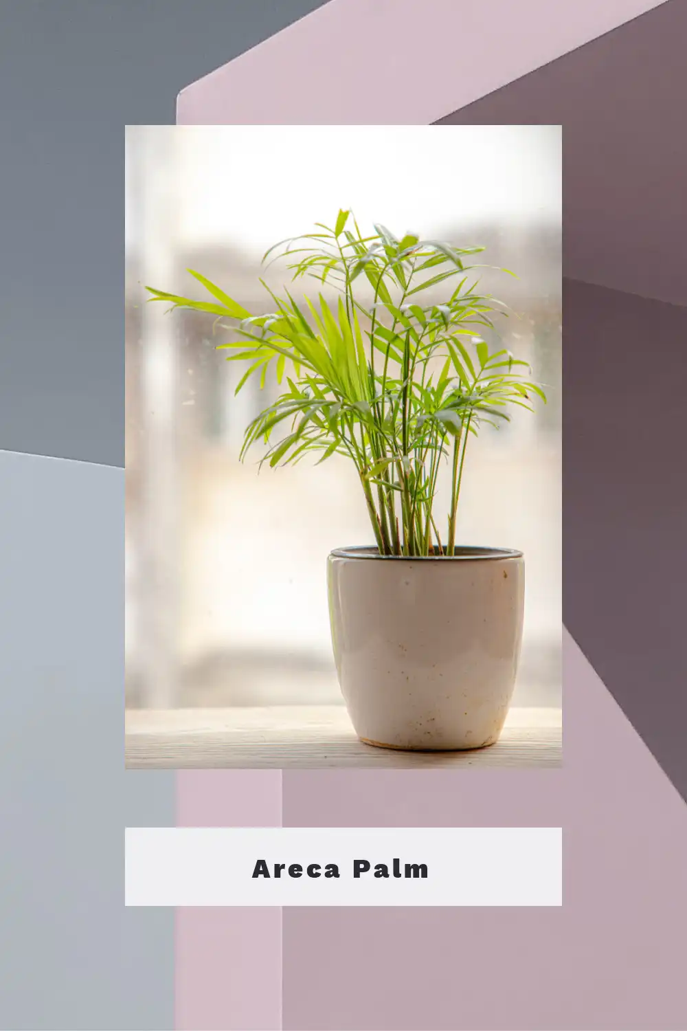 Areca Palm