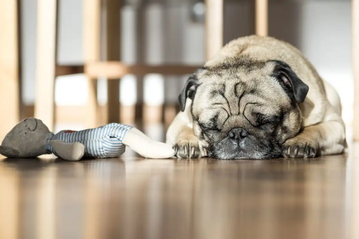 Bamboo floor sleeping dog