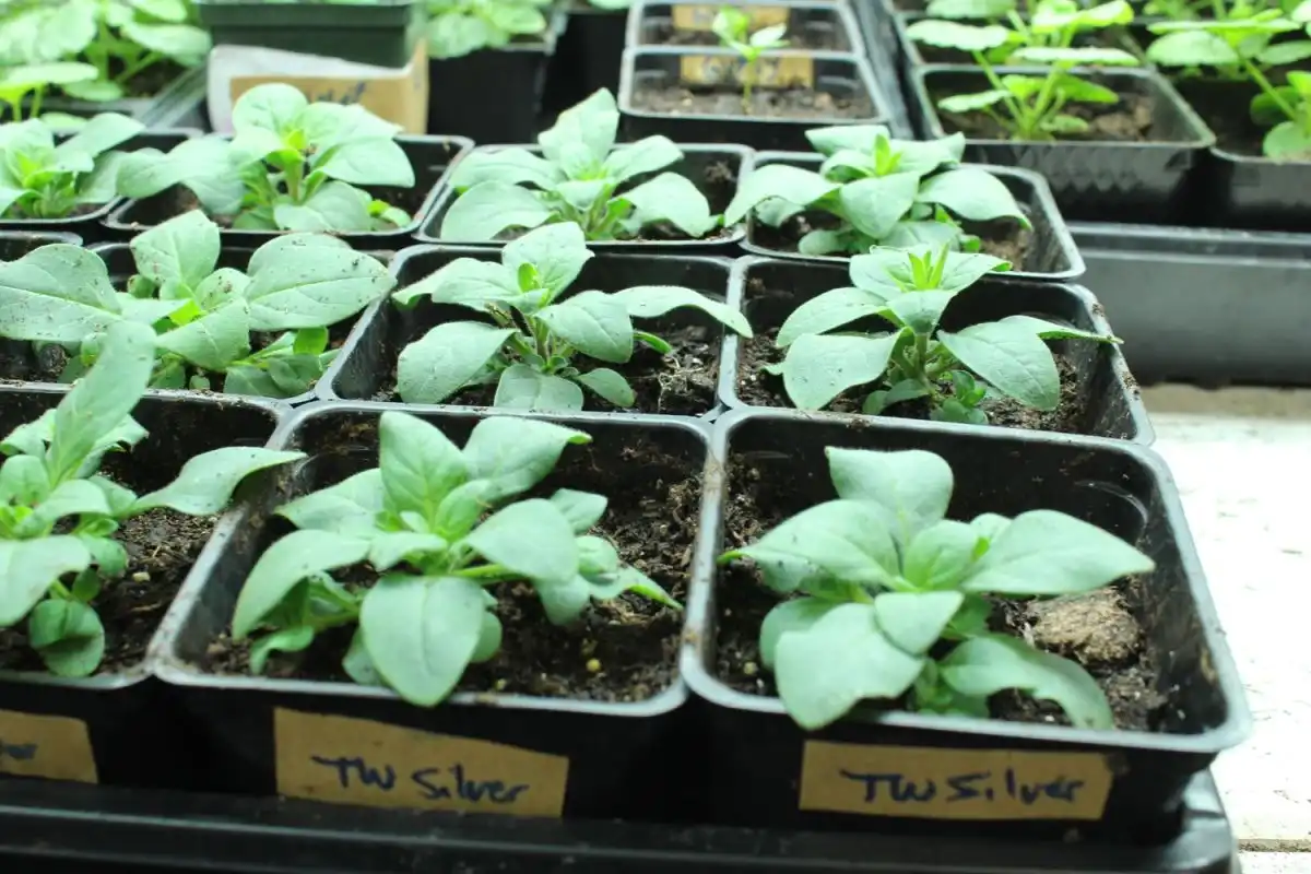 Best soil for planting seeds