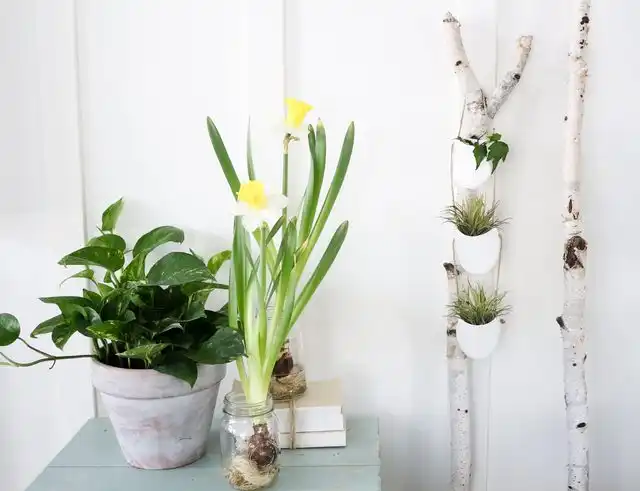 Birch hanging planter
