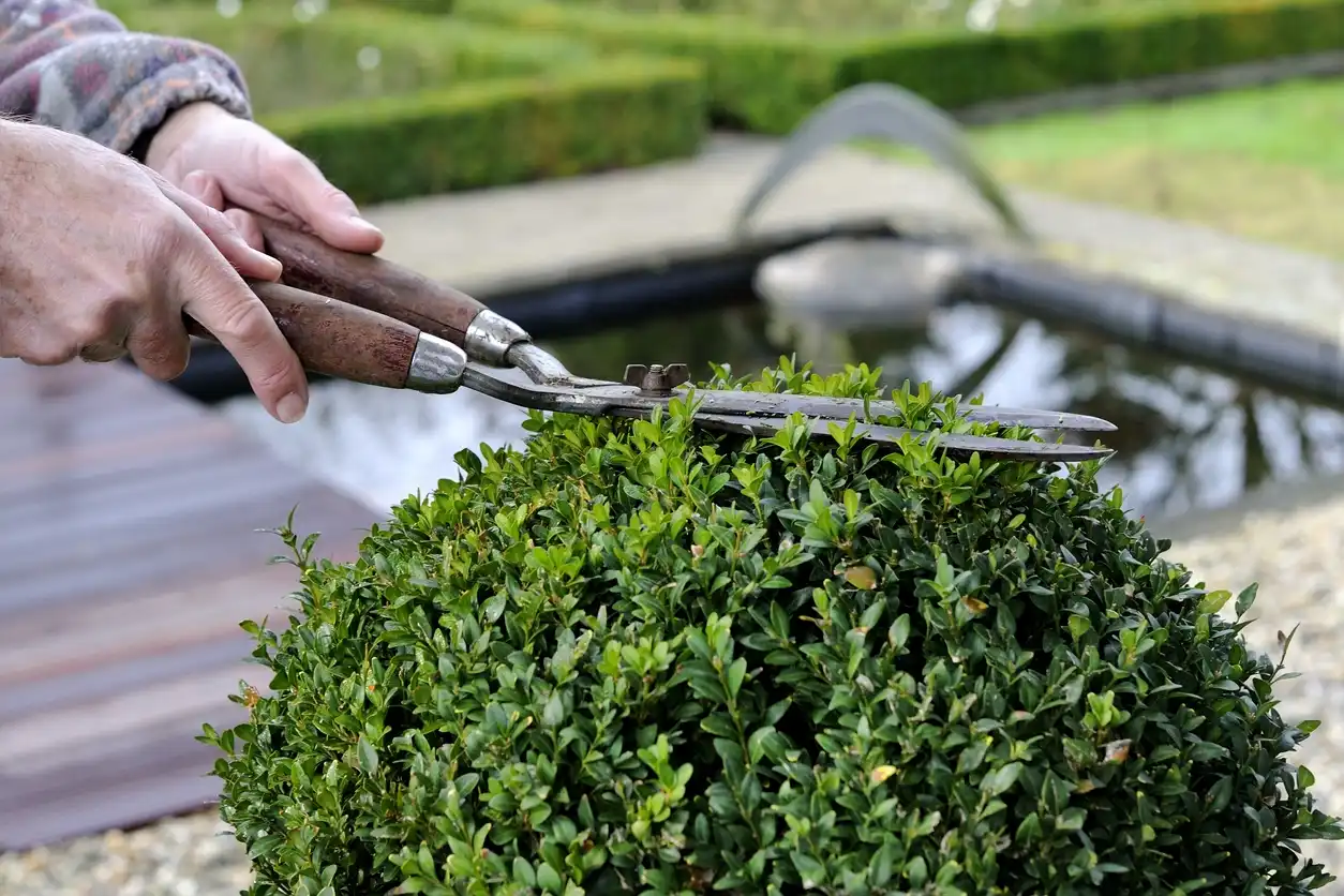 Boxwood