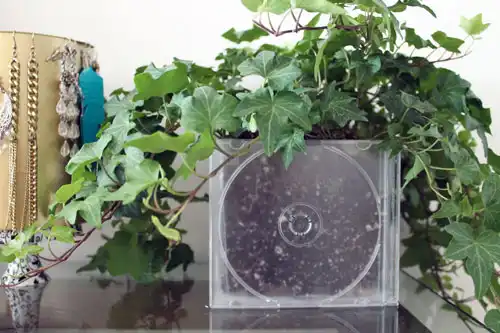 CD case planter DIY