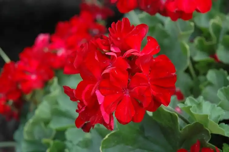 Calliope Dark Red
