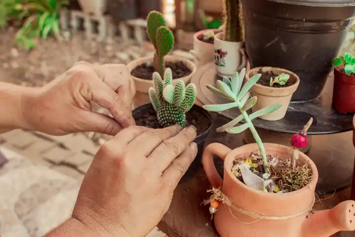 How Do You Care for a Succulent Plant?