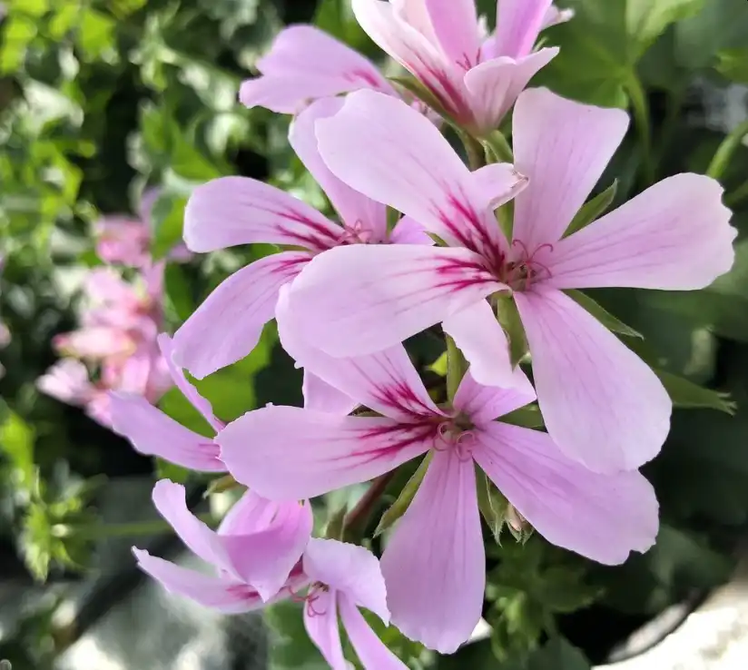 Cascade Appleblossom