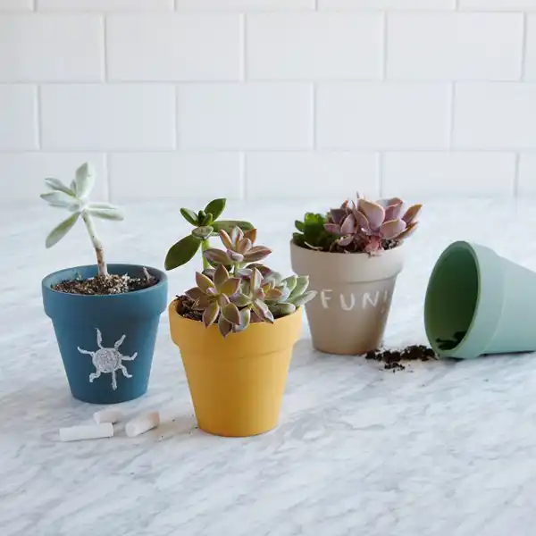Chalkboard succulent planter
