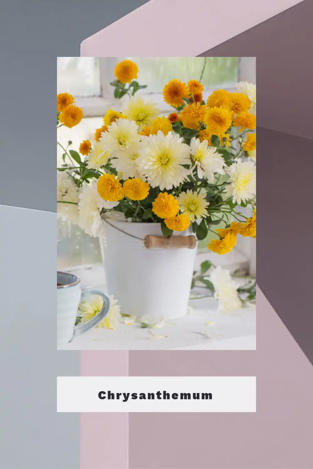 Chrysanthemum
