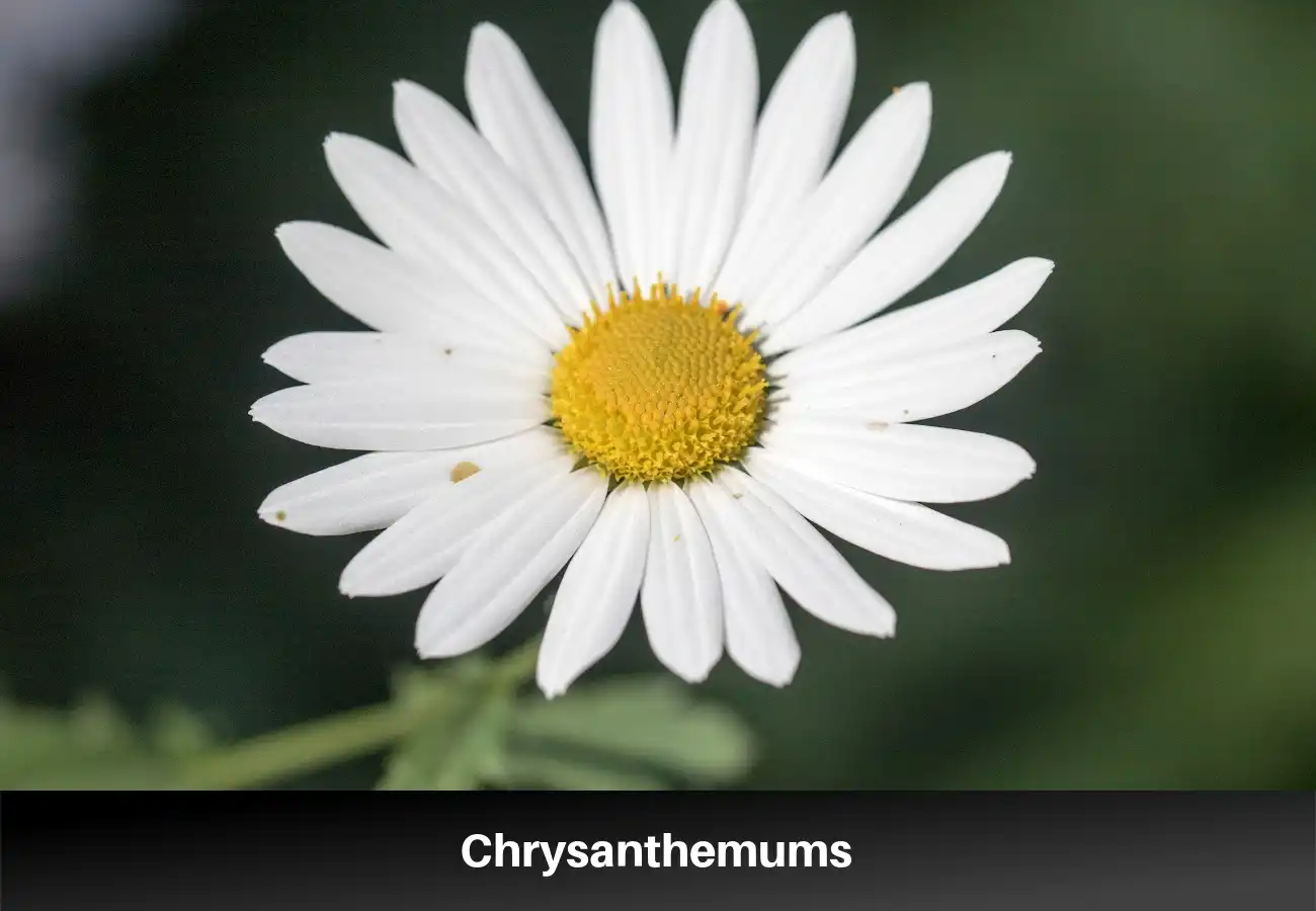 Chrysanthemums
