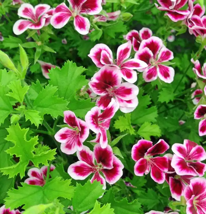 Citronella