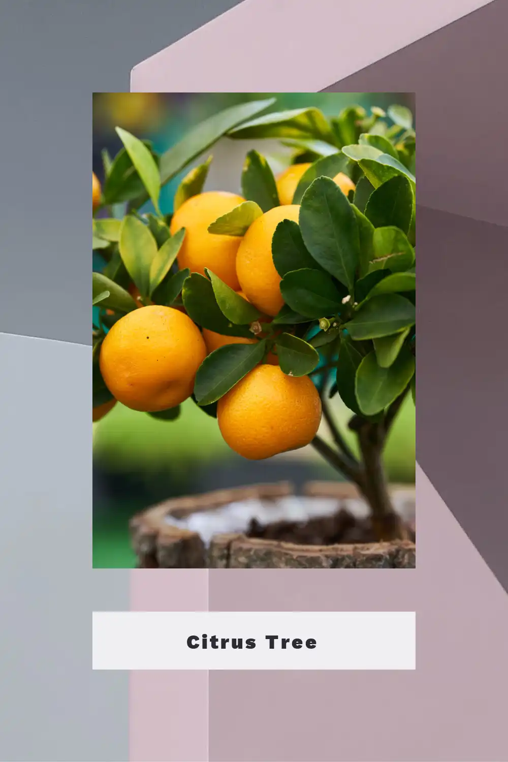 Citrus Tree
