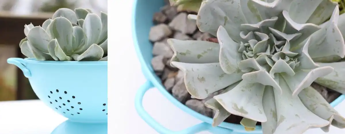 Colander succulents