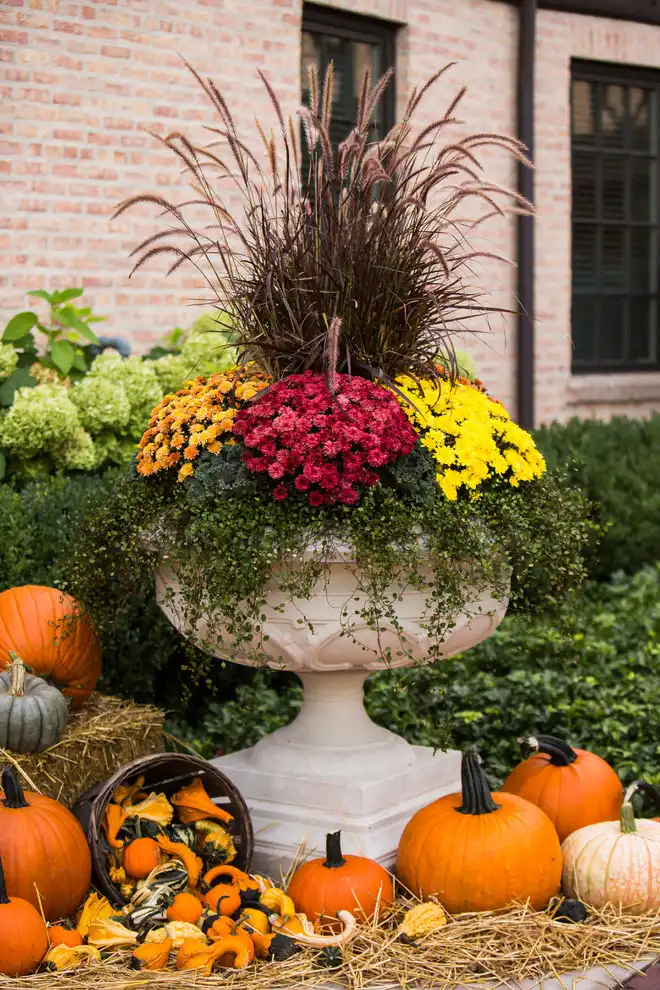 Colorful Mums