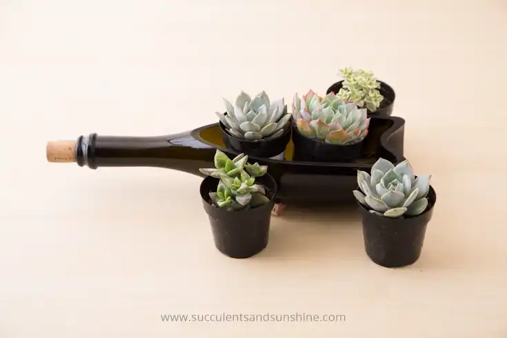 Half bottle planter for tiny succulents