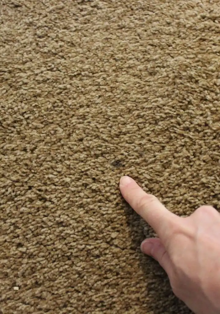 DIY Carpet Cleaner spot 718x1024