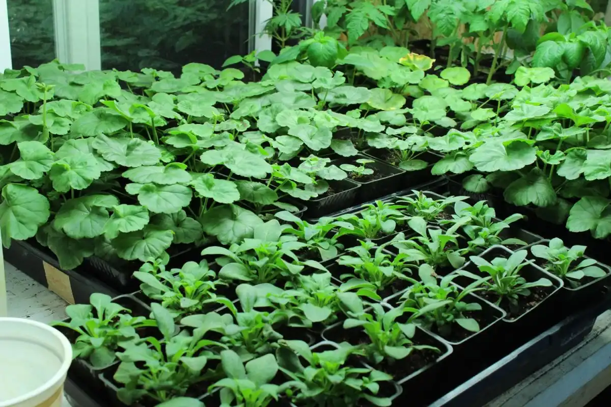 DIY Flower Bed Starts- green plants from seeds
