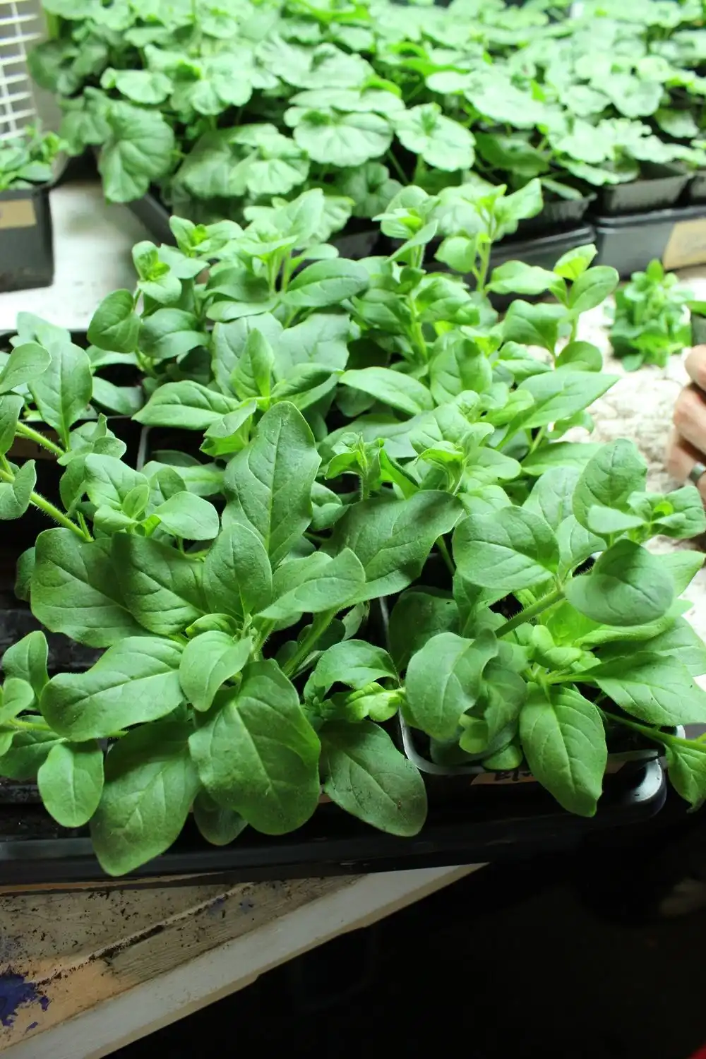 DIY Flower Bed Starts - green plants