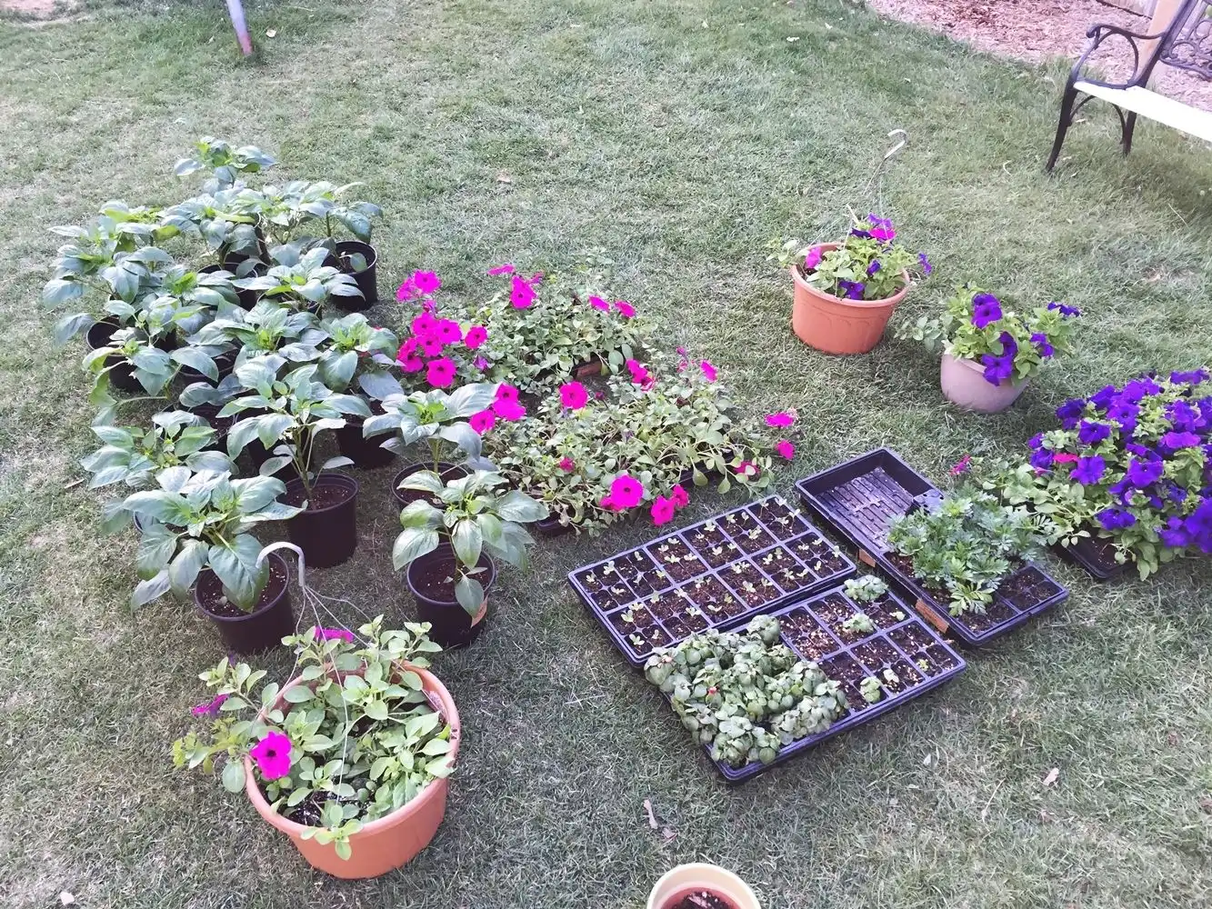 DIY Flower Bed Starts- watering and lighting