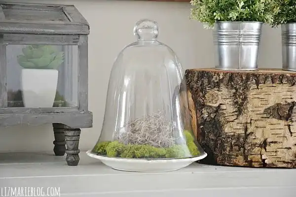 DIY Glass Cloche Moss Terrarium