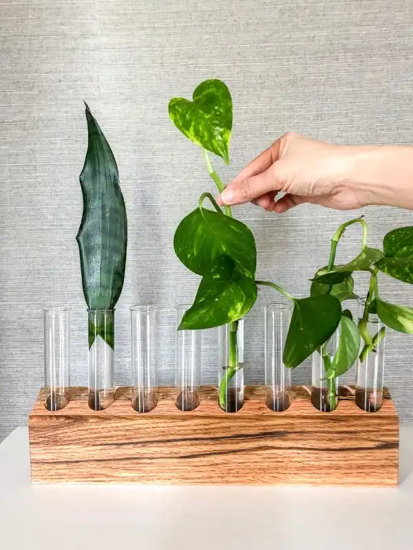 Creative Homemade Propagation Station Ideas For Your Plants