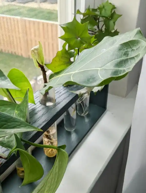 DIY Test Tube Propagation Station