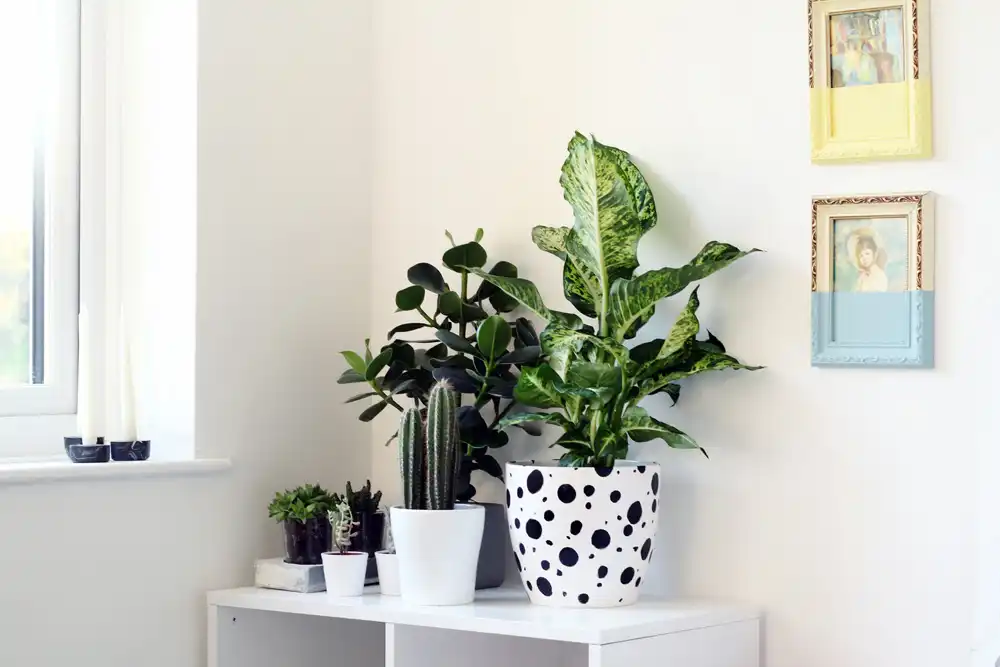 Dalmatian Spotted Planter landscape