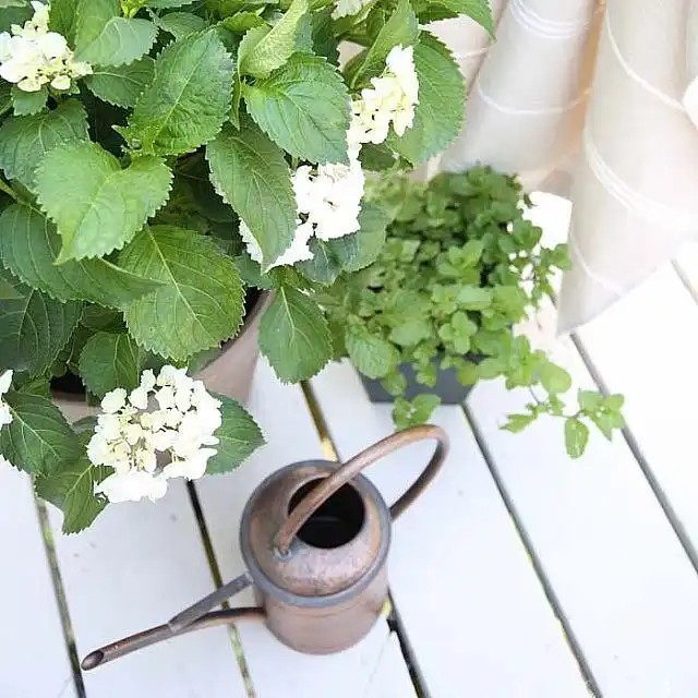 Decorate-Plants-Repel-Mosquitos