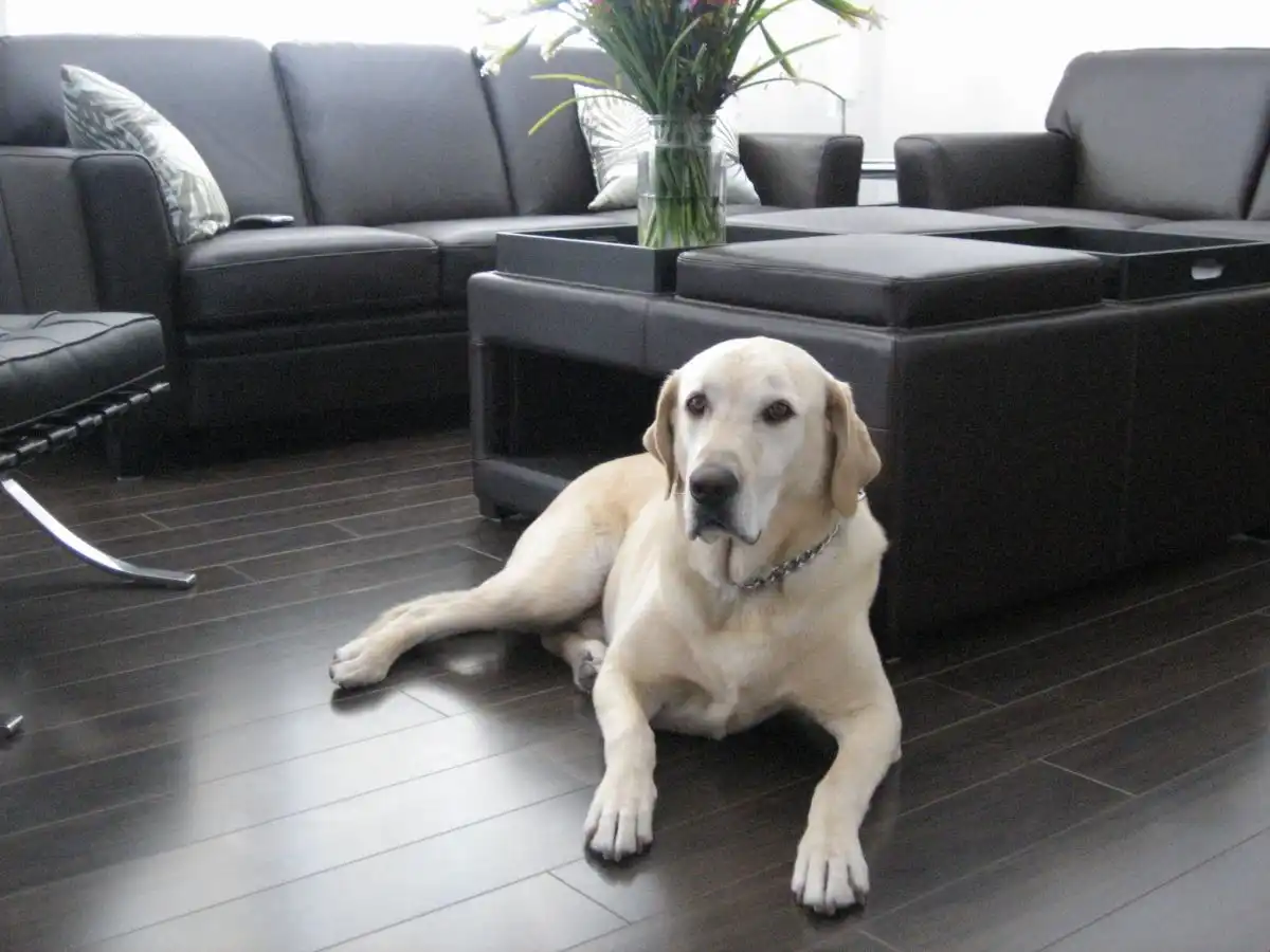Dog on laminate flooring