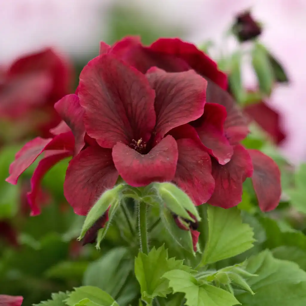 Elegance Burgundy