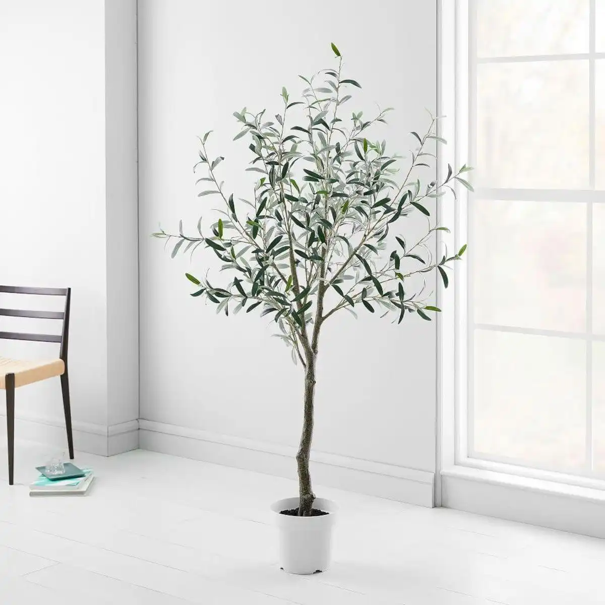 Elegant olive tree