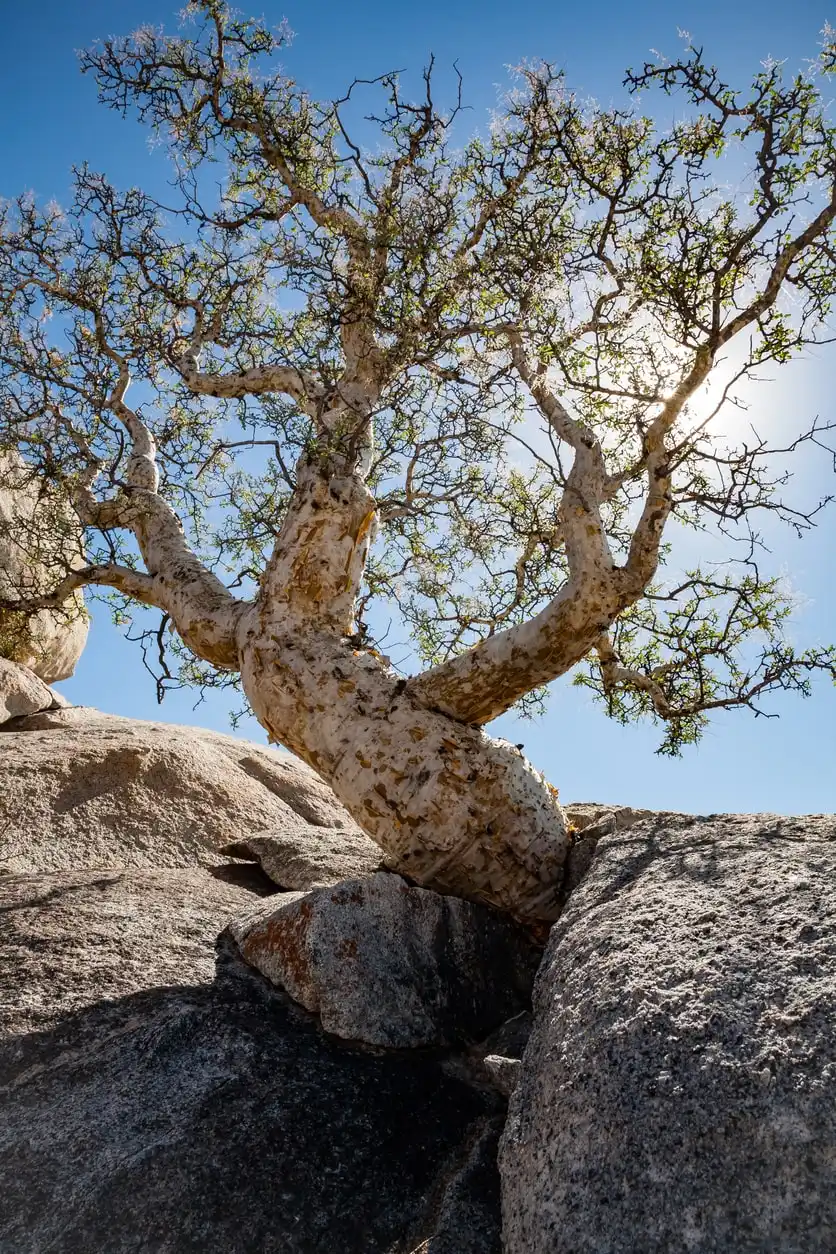 Elephant Tree