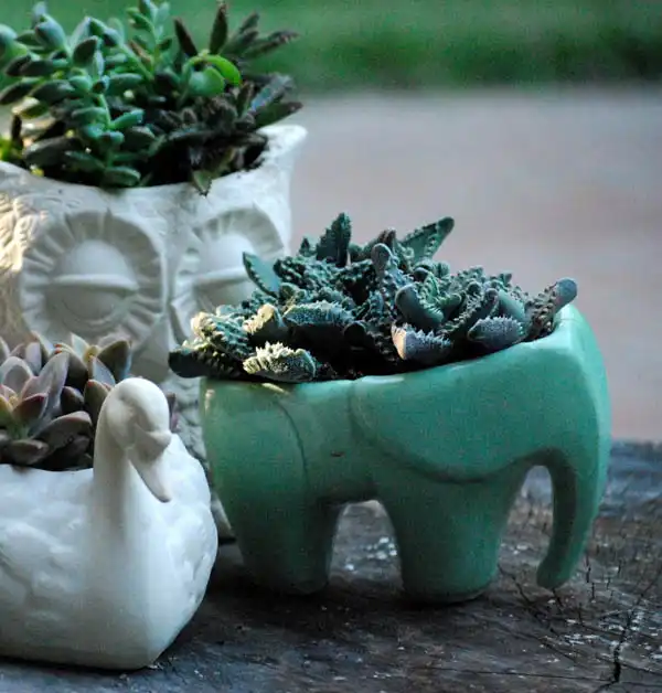 Elephant succulent planter