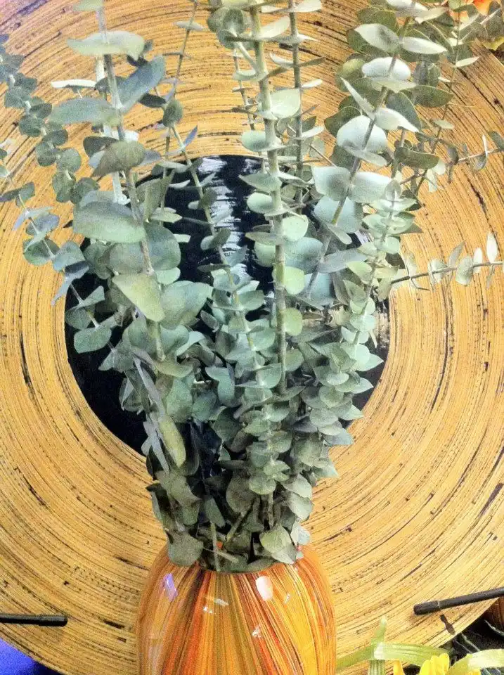 Eucalyptus leaves
