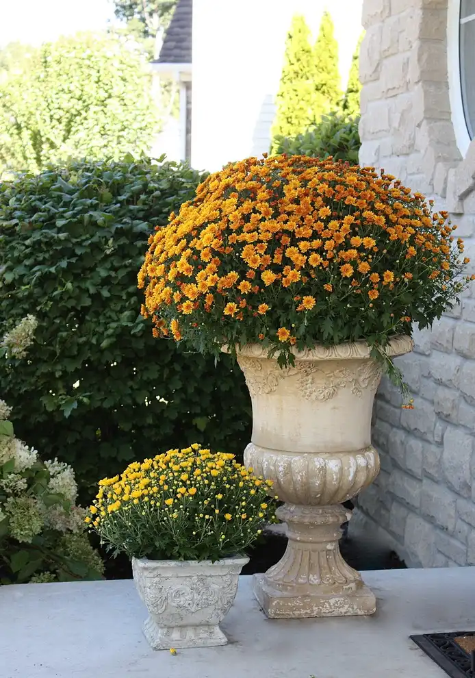 Fall Flowers