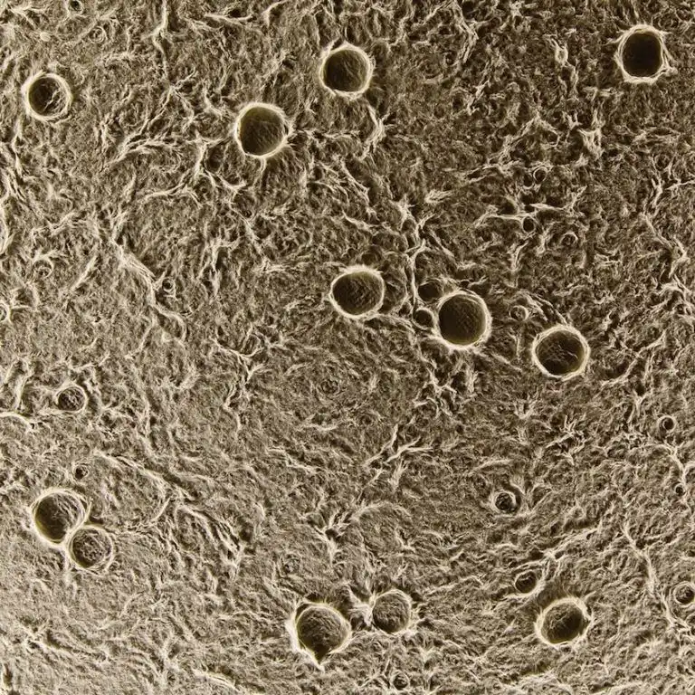 Fibers in the paper