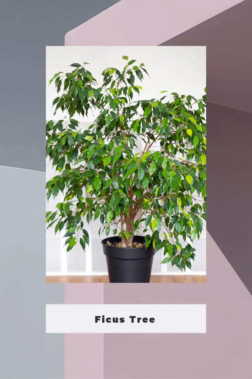 Ficus Tree