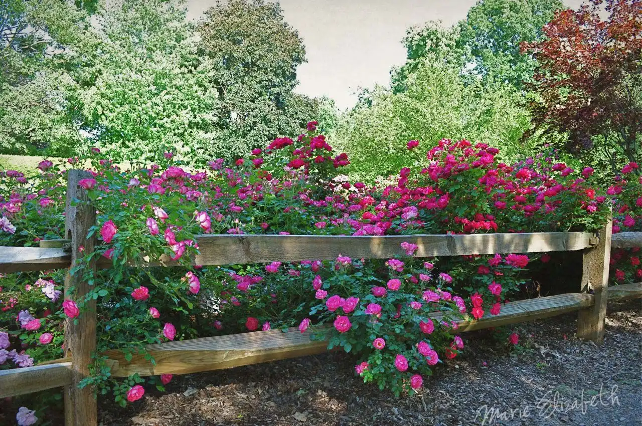 Flowers and split rail fence
