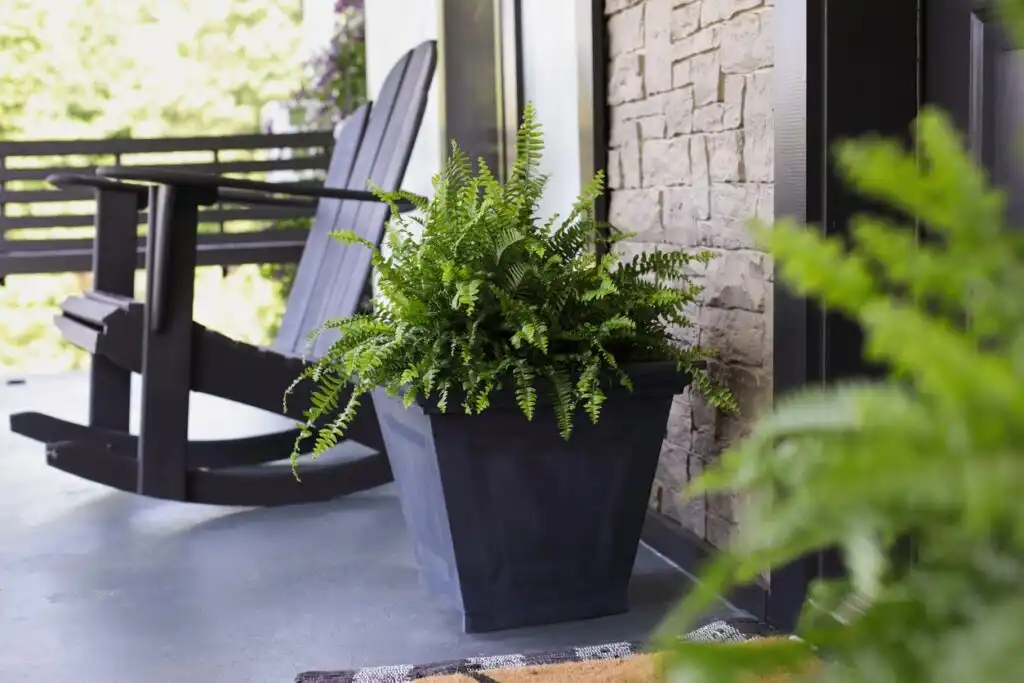 Your Guide to Growing and Caring for Your Boston Fern