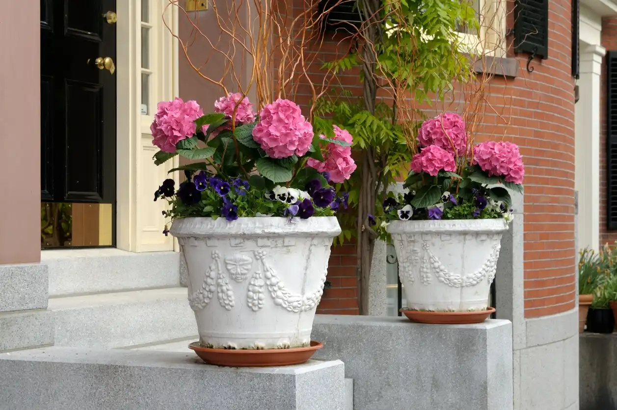 Front door plants