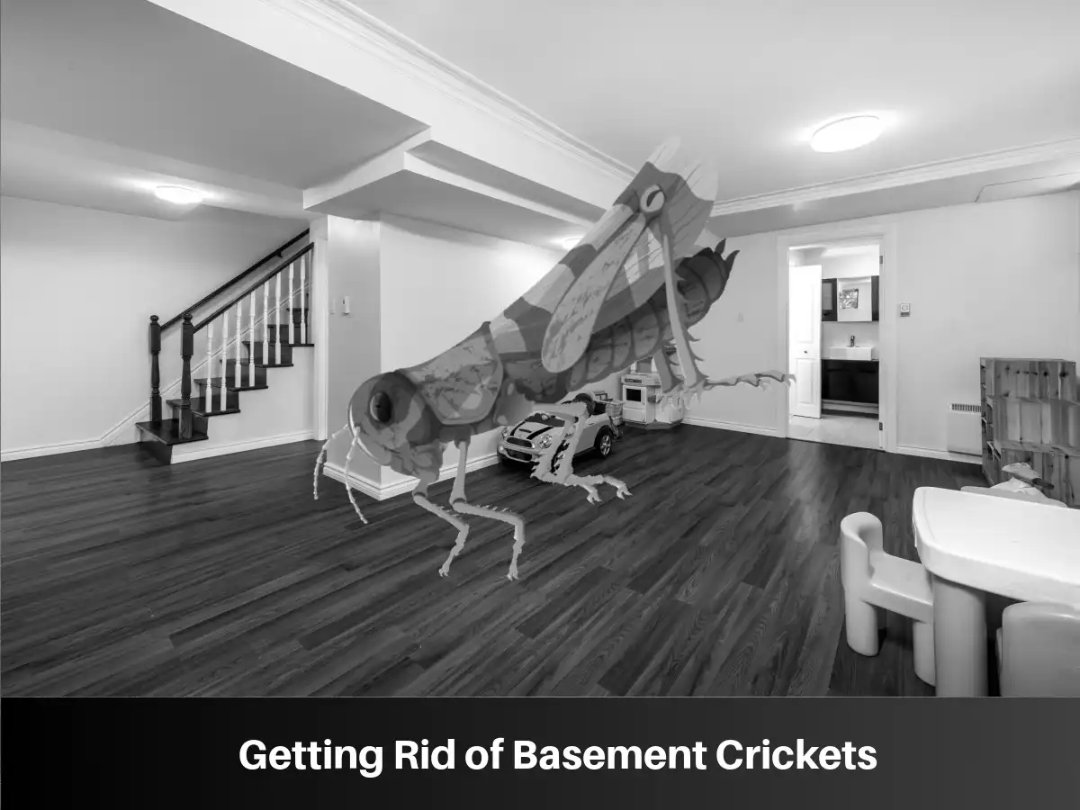 Getting Rid of Basement Crickets Getting Rid of Basement Crickets