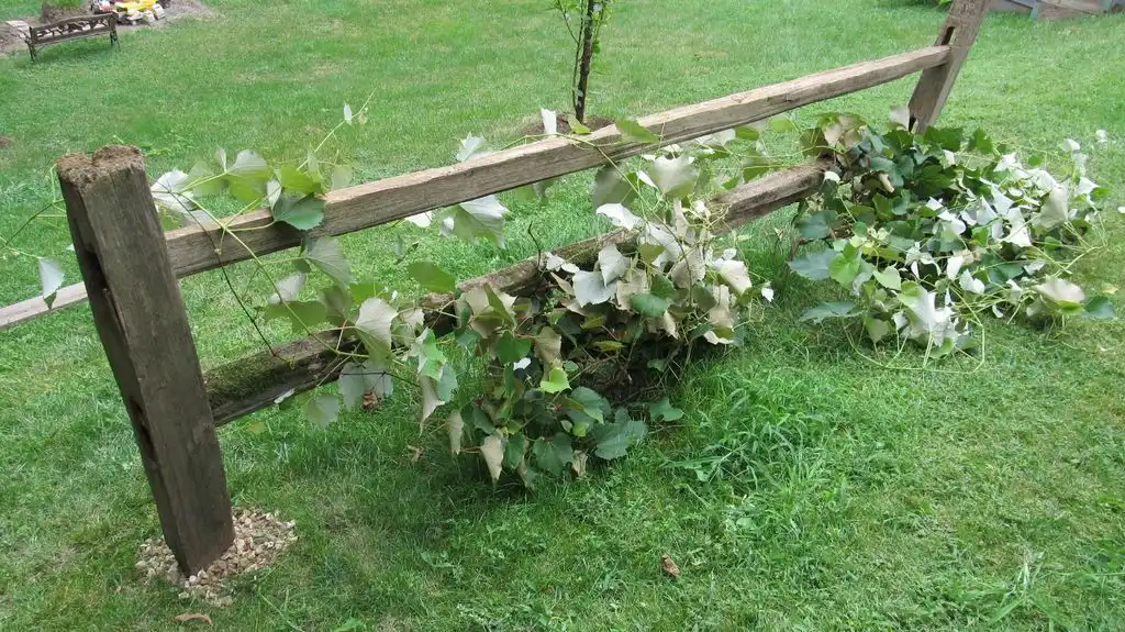 Grape Vine Trellis and split rail fence