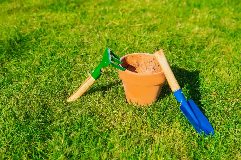 The Option Of Sod