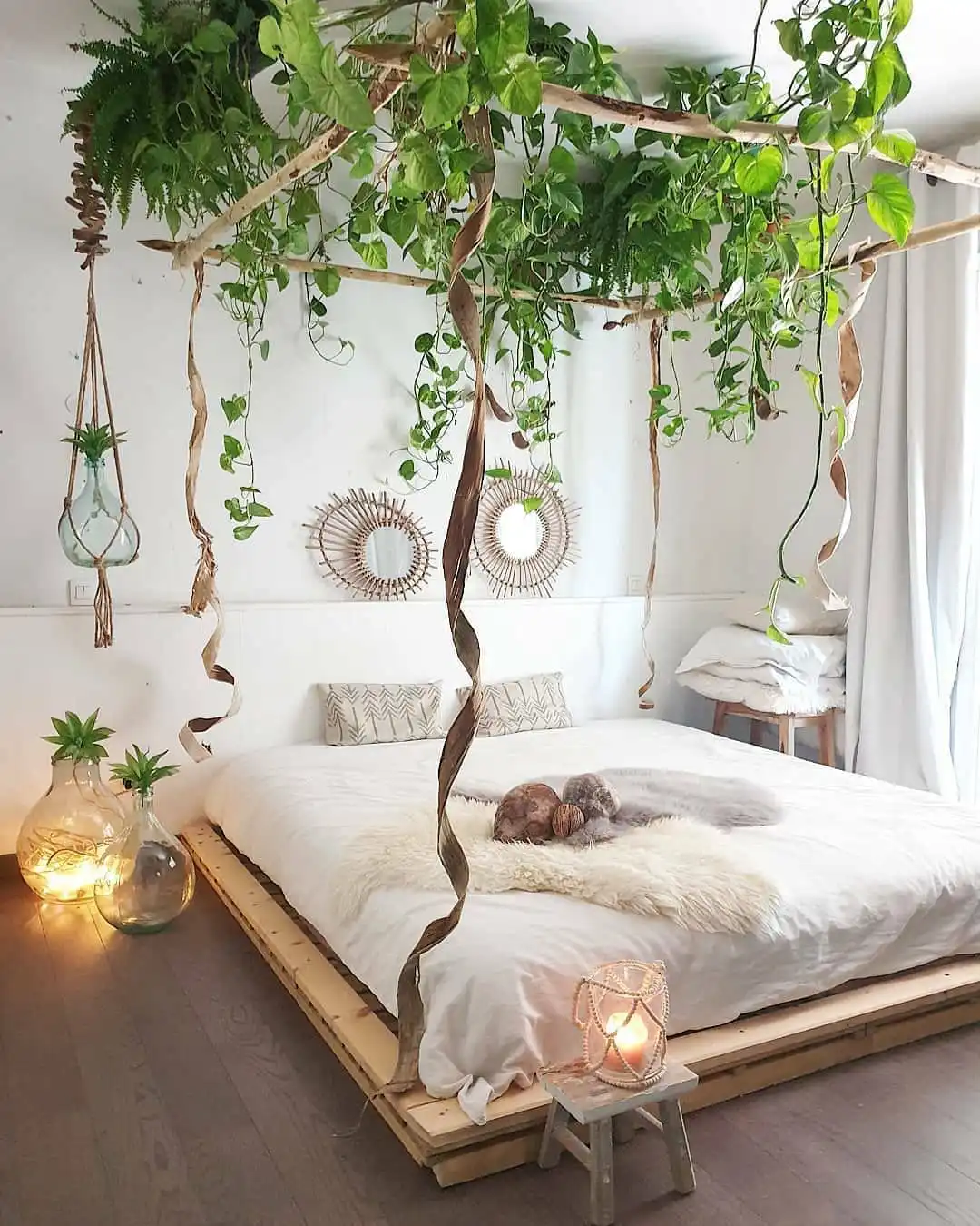 Decorative Plants