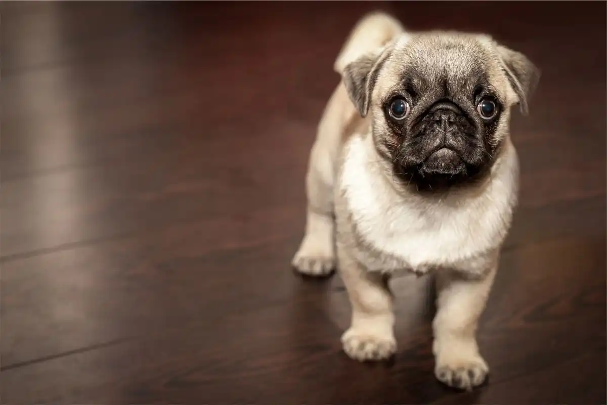 Hard Bamboo flooring option for dogs